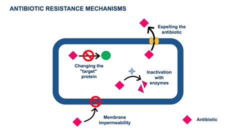 Why do bacterial resistances appear? Antibiotic resistance mechanisms