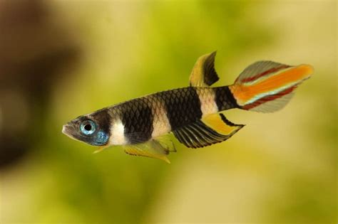 Clown Killifish: Care, Size, Breeding & Tank Mates - Fish Laboratory