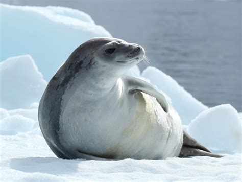 Earless Seals (Penobscot Bay Islands (Harbor, Hog, Allen Islands ...