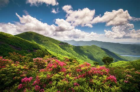 Asheville NC Blue Ridge Parkway Spring Flowers Scenic Landscape ...