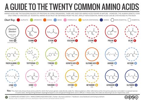 Compound Interest: A Brief Guide to the Twenty Common Amino Acids