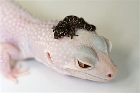 Lepord Gecko, Leopard Gecko Cute, Cute Gecko, Cute Lizard, Les Reptiles ...