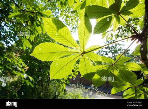 Horse Chestnut tree leaves and foliage Stock Photo - Alamy