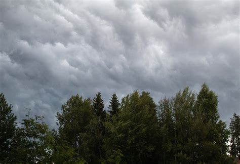 Trees under Cloudy Sky · Free Stock Photo