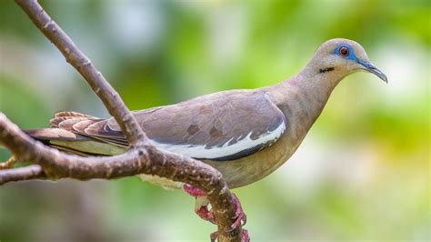 7 Types Of Doves & How To Identify Each - SongbirdHub