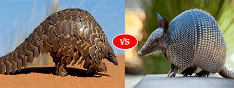 ArmadillovsPangolin-1 - Animals Comparison