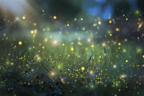 Synchronous Fireflies Will Soon Light Up The Great Smoky Mountains