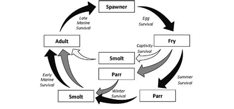 Box and arrow diagram of the Coho Salmon life cycle model depicting no ...