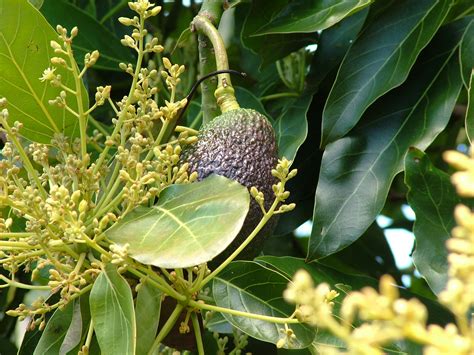 Fruit bearing tree from store-bought avocado's? (fruit-trees forum at ...