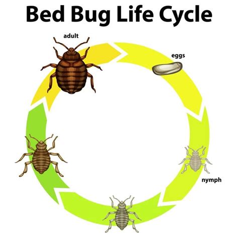 bed bug life cycle actual size - Marquita Coburn