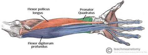 Trigger Finger - Pathophysiology - Release - TeachMeSurgery