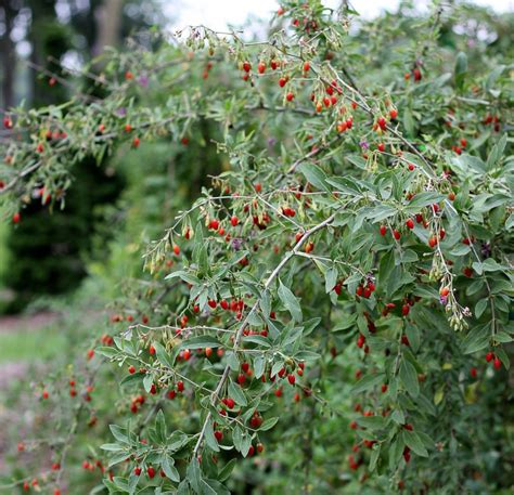 Growing Goji Berry