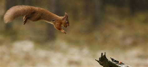 Jumping squirrel | I know jumping squirrels are a bit of a c… | Flickr