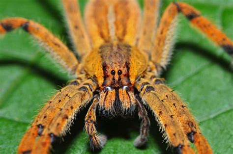 Brazilian Wandering Spider / Spider that can give men four-hour ...