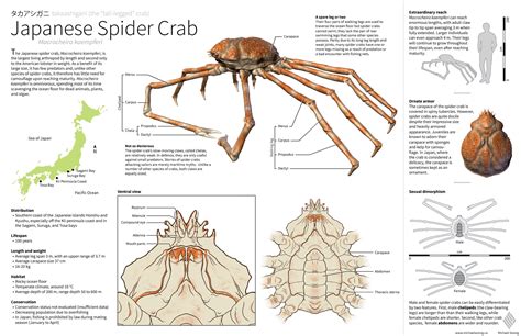 Japanese Spider Crabs: All About The Giant and Scary Crabs