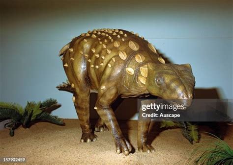 Minmi Dinosaur Photos and Premium High Res Pictures - Getty Images