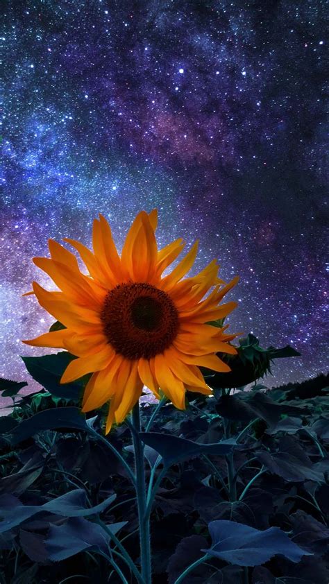 HD Sunflower Wallpaper Explore more Core, Daisy-Like, Facing The Sun ...