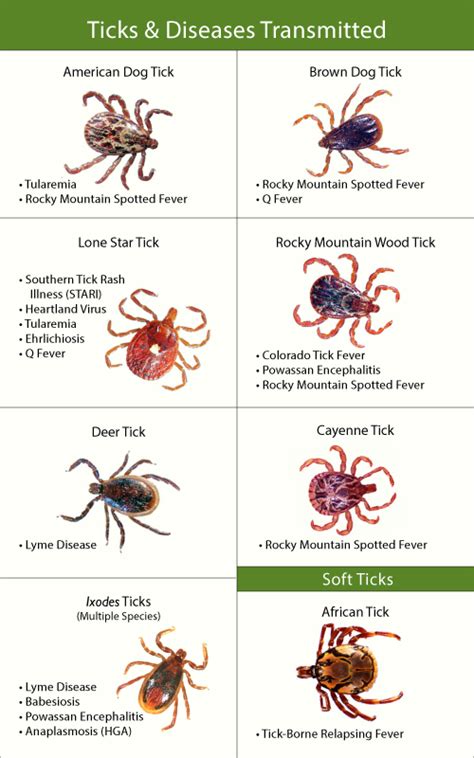 Does Your Dog Have One Of These? | Ticks, Wilderness survival skills ...