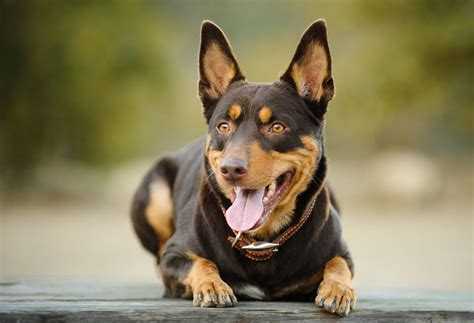 Australian Kelpie: Dog Breeds | Breed Information | Mad Paws