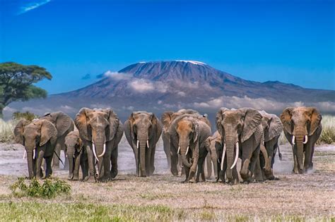 Is Mount Kilimanjaro in Kenya or Tanzania?