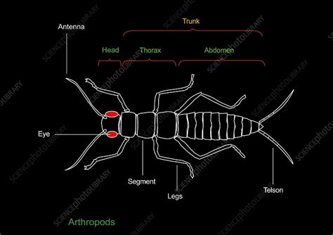 Arthropod anatomy, diagram - Stock Image - C008/8592 - Science Photo ...