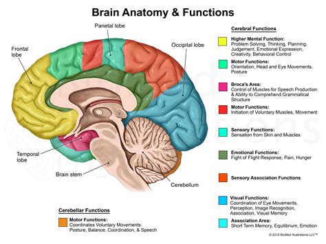 Simple Diagram Of The Brain And Its Functions Stock Image: H