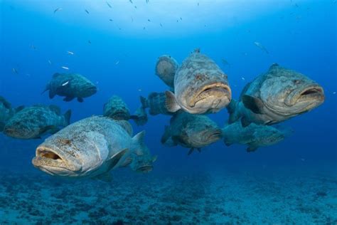 Dive the Goliath grouper hotspots