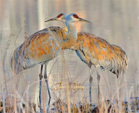 Sandhill cranes | Nature conservation, Wildlife habitat, Habitats