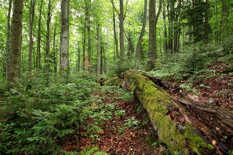 Exploring Ancient Forests: Uncovering Secrets of Old-Growth Trees