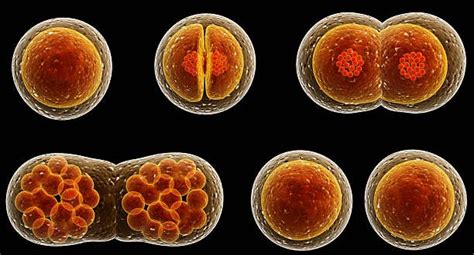 Cell Division: Types, Stages & Processes : Plantlet