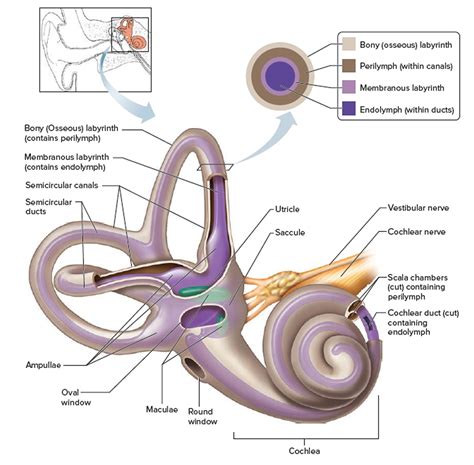 Perilymph fistula causes, symptoms, diagnosis, treatment & prognosis