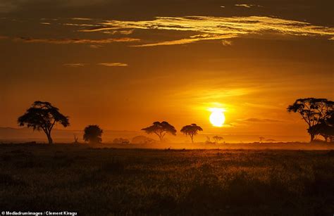 Africa's golden hour: Stunning images of the savannah at sunset | Daily ...