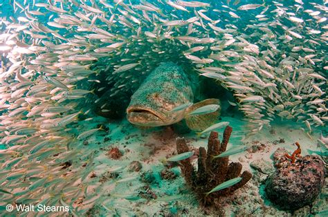 Goliath Grouper | Coastal and Marine Laboratory