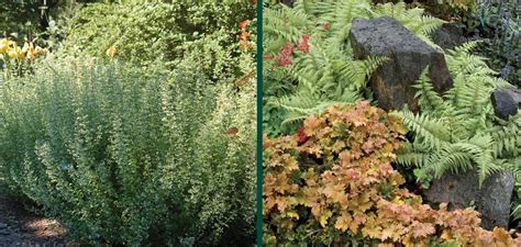 Rabbit Resistant Perennials & Shrubs | KB | Johnson's Nursery ...