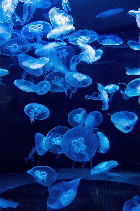 Jellyfish 1 | Jellyfish aquarium, Jellyfish, Fish pet