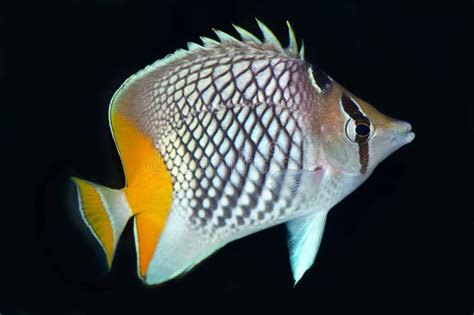 Pearlscale Butterflyfish, a Popular Aquarium Fish Stock Image - Image ...