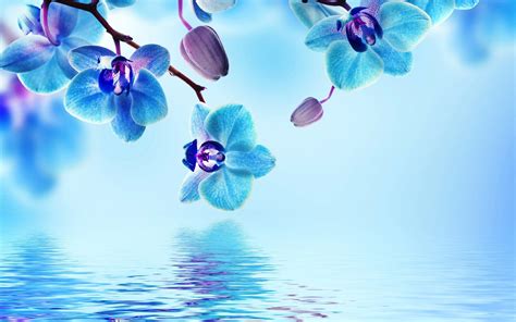 Blue Flower Background Hd Images | Best Flower Site