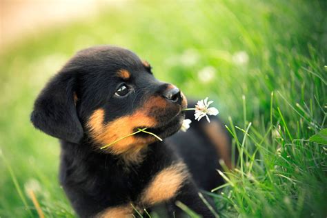 🔥 Download Animals Jpg by @dschneider | Rottweiler Puppies Wallpapers ...