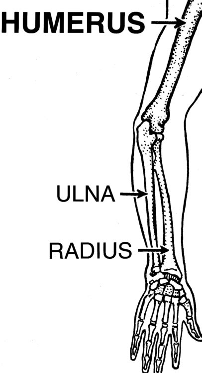 Humerus Bone Anatomy, Function & Location | What is the Humerus Bone ...