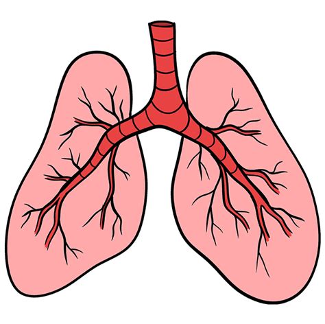 How to Draw Lungs - Really Easy Drawing Tutorial