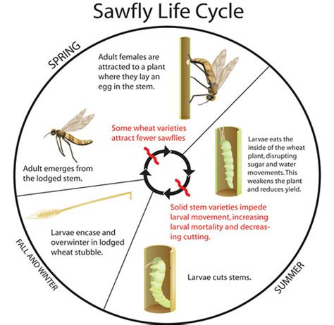 All Aboard Harvest | Megan: Sawfly Sorrows