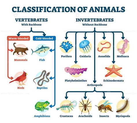 Classification of animals vector illustration - VectorMine