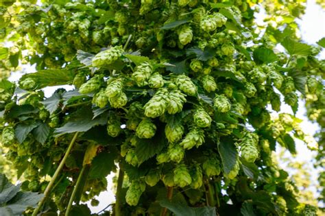 How To Plant Hops - Not Just For Beer, But For Beauty!