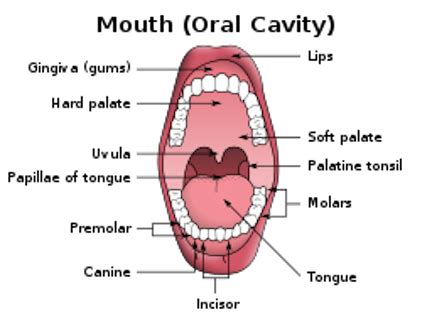 Mouth & Throat Anatomy | Diagram, Parts & Functions - Video & Lesson ...