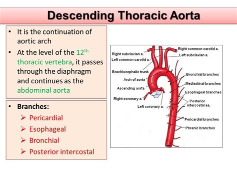 Descending Thoracic Aorta | Abdominal aorta, Thoracic, Thoracic vertebrae