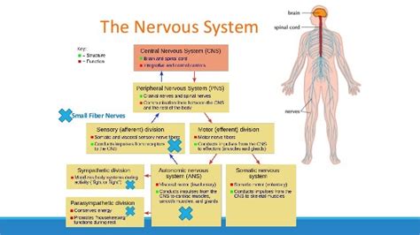 BHC Orthostatic Intolerance (OI) Syndromes 2018