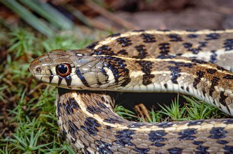 Checkered garter snake a gentle, gorgeous snake that's common in San ...