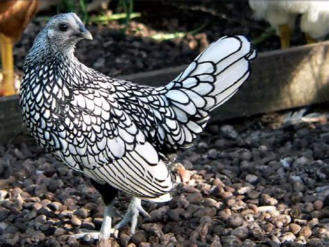 Sebright Chicken - Golden or Silver - Which One Is the Most Stunning?