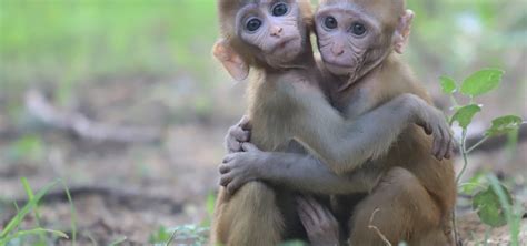 Orphaned Baby Monkeys Heal Through Friendship at Wildlife SOS ...