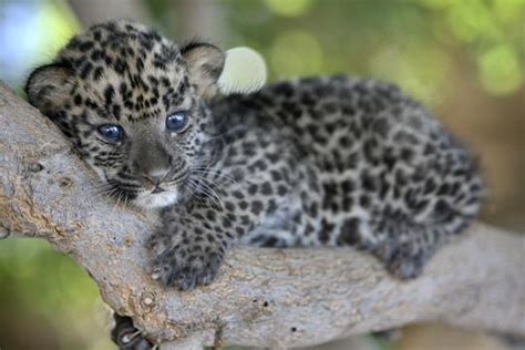 Baby leopard - The Animal Kingdom Photo (213003) - Fanpop